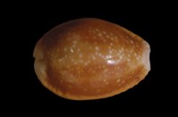 藏品(紅花寶螺)的圖片